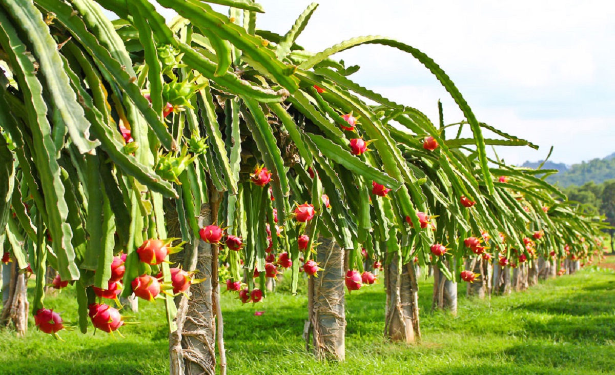 प्रतीकात्मक तस्बिर